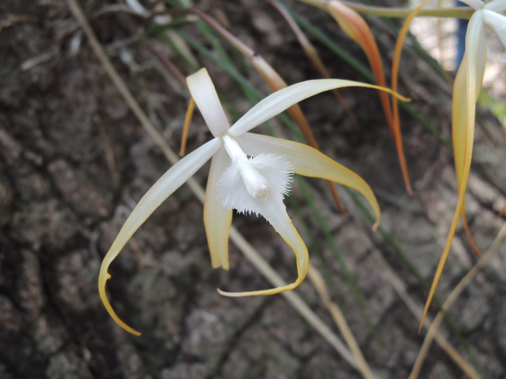 Brassavola cucullata